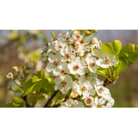 Pyrus calleryana ´Chanticleer´ Co12-15L  6/8