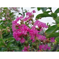 Myrta krepová tmavo ružová - Lagerstroemia indica ´ Violacea´  Co10L  KM80-90 170/190