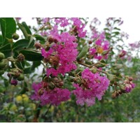 Myrta krepová tmavo ružová - Lagerstroemia indica ´ Violacea´  Co10L  KM80-90 170/190