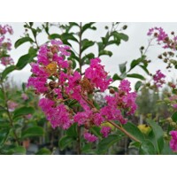 Myrta krepová tmavo ružová - Lagerstroemia indica ´ Violacea´  Co10L  KM80-90 170/190