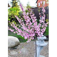 Mandľa okrasná - Prunus triloba Co5L KM80