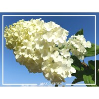 Hortenzia metlinatá - Hydrangea paniculata 'Polar Bear'  Co3L 30/40