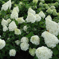 Hortenzia metlinatá - Hydrangea paniculata 'Polar Bear'  Co3L 30/40