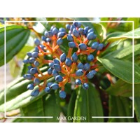 Kalina Dávidova - Viburnum davidii  Co2L 30/35