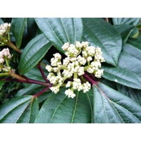 Kalina Dávidova - Viburnum davidii  Co2L 30/35