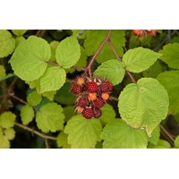 Japonská ostružina - Rubus Phoenicolasius Co2L