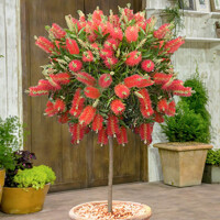 Tyčinkovec, krásnokvet - Callistemon Laevis  Co10L  1/4 kmeň