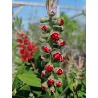 Tyčinkovec, krásnokvet - Callistemon Laevis  Co10L  1/4 kmeň