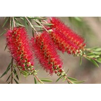 Tyčinkovec, krásnokvet - Callistemon Laevis  Co10L  1/4 kmeň