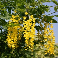 Štedrec hybridný - Laburnum anagyroides Co7,5L KM60