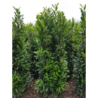 Vavrínovec lekársky - Prunus laurocerasus ´Elly´ Co3L 40/60