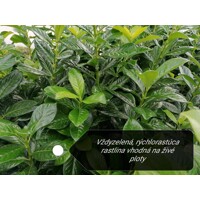 Vavrínovec lekársky - Prunus laurocerasus ´Elly´ Co3L 40/60