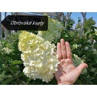Hortenzia metlinatá - Hydrangea Paniculata Silver Dollar' Co2L