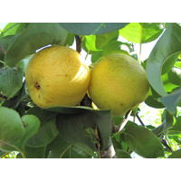 Hruška ázijská - Pyrus ´Shinseiki´ Co7,5L