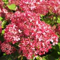 Hortenzia stromčekovitá - Hydrangea arborescens 'Pink Percussion' Co2,5L 20/30