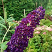 Buddleja davidii 'Empire Blue'  Co5L