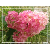 Hortenzia metlinatá - Hydrangea Paniculata ’Limelight' P23  40/50