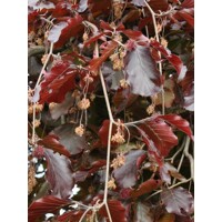 Fagus sylvatica ´Purpurea pendula´ Co35L km200 10/12