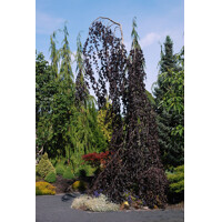 Fagus sylvatica ´Purpurea pendula´ Co35L km200 10/12