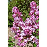Orgován obyčajný - Syringa vulgaris 'Mme Lemoine'  Co12L km1/2