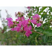 Myrta krepová tmavo ružová - Lagerstroemia indica ´ Violacea´  Co10L km1/2 80/90