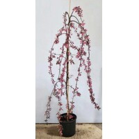 Jabloň okrasná - Malus Royal Beauty  Co15L  KM180