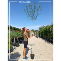 Vŕba japonská - Salix integra Hakuro Nishiki Co3L KM60