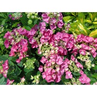 Hortenzia kalinolistá - Hydrangea macrophylla ´Rosita´  Veľkosť: 20-30 , K2,5