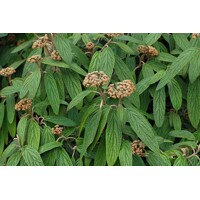 Kalina vrásčitolistá - Viburnum rhytidophyllum Co2,5L  30/40