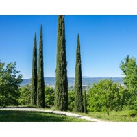 Cyprus vždyzelený - Cupressus sempervirens 'Totem' Co15L 125/150