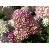 Hortenzia metlinatá - Hydrangea paniculata 'Pinky Winky'  Co2L 30/40