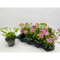 Lewisa cotyledon 'Pastel Mix'
