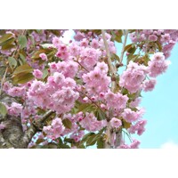 Čerešňa pilovitá - Prunus serrulata  'Kanzan' Co30L 10/12 - vysokokmeň