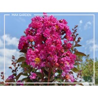 Myrta krepová sv.ružová - Lagerstroemia indica ´Rhapsody Pink´ Co10L 20/30