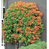 Hlohyňa šarlátová - Pyracantha 'Orange Glow' Veľkosť: 40 , RK2