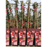 Hlohyňa šarlátová - Pyracantha coccinea ´Red Column´ Co2L 40+