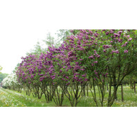 Orgován obyčajný - Syringa vulgaris 'Charles Joly'  Co12L km1/2