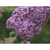 Buddleja davidii 'Royal Red' 20/30  Co2.5L