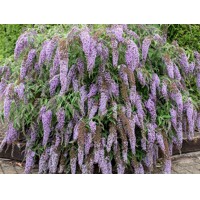 Buddleja davidii 'Royal Red' 20/30  Co2.5L