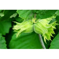 Lieska obyčajná - Corylus avellana ´Rode Zellernoot´ Co2L