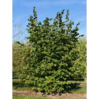 Lieska obyčajná - Corylus avellana ´Rode Zellernoot´ Co2L