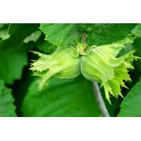 Lieska obyčajná - Corylus avellana ´Rode Zellernoot´ Co2L