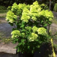Hortenzia metlinatá - Hydrangea paniculata 'Mojito'  20/30 Co2L