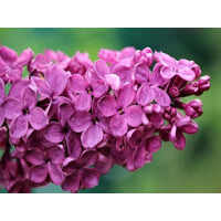 Orgován obyčajný - Syringa vulgaris 'Andenken an Ludwig Spath'  Co12L km1/2