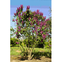 Orgován obyčajný - Syringa vulgaris 'Andenken an Ludwig Spath'  Co12L km1/2