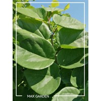 Judášovec čínsky  -  Cercis chinensis 'Avondale'  Co9L 40/60