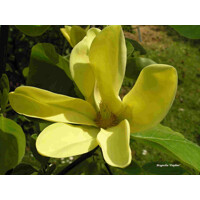 Magnolia soulangeana ´Daphne´ 100/150