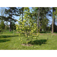 Magnolia soulangeana ´Daphne´ 100/150