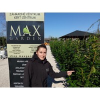 Vavrínovec lekársky Novita - Prunus laurocerasus ´Novita´  Co3L 80/100 (ITA)
