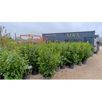 Vavrínovec lekársky Novita - Prunus laurocerasus ´Novita´  Co3L 80/100 (ITA)